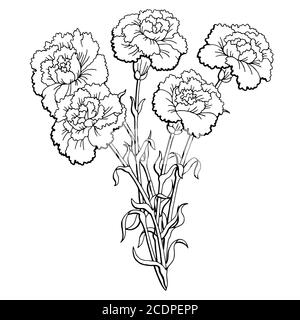 Grafica fiore garofano nero bianco isolato bouquet disegno vettore Illustrazione Vettoriale