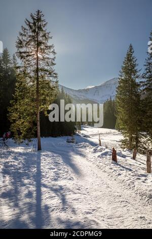 Sentiero di montagna congelato e foresta nella valle di Koscieliska in inverno, Polonia Foto Stock