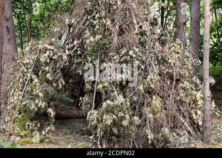 capanna fatta di rami di albero nella foresta estiva Foto Stock