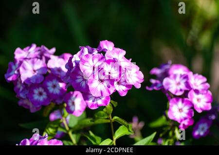 Bei delicati fiori di flox viola-bianco con foglie verdi nel giardino su sfondo scuro. Foto Stock