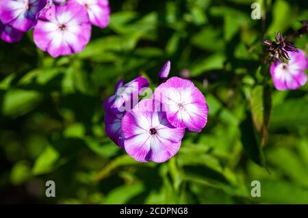 Bei delicati fiori di flox viola-bianco con foglie verdi in giardino. Foto Stock