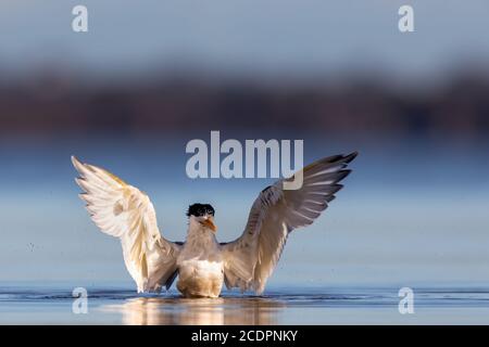 Terna crestata (Thalasseus bergii) bagno in acqua blu con ali sollevate. Foto Stock