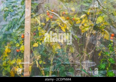 Dissolvenza di piante e pomodori maturanti in serra di plastica, giardino di assegnazione Foto Stock