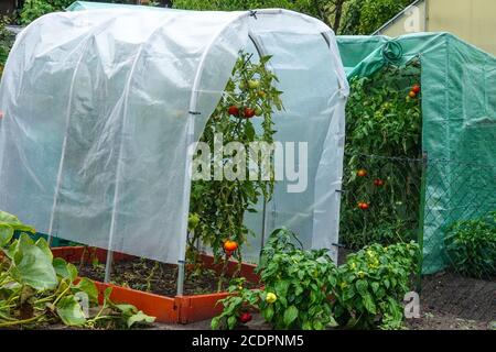 Coltivazione di pomodori in una serra di plastica, assegnazione di giardino, orto coltivazione di pomodori vegetali Foto Stock