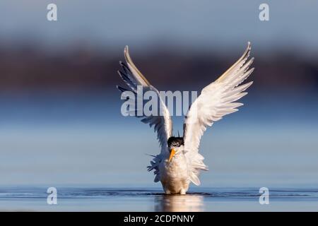 Terna crestata (Thalasseus bergii) bagno in acqua blu con ali sollevate. Foto Stock