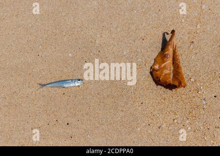 KHAO PILAI BEACH, THAILANDIA - 2015 FEBBRAIO. Pesci morti di odore sulla spiaggia di sabbia. Foto Stock