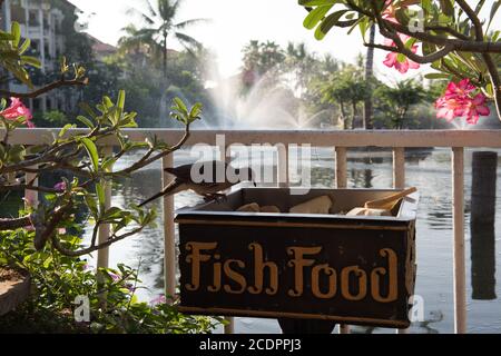Chiodato dove Spilopelia chinensis appollaiato su Fish Food Box in Bali Indonesia Foto Stock