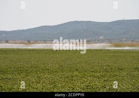 Sistema di irrigazione automatizzato, la Janda, Costa de la Luz, Spagna. Foto Stock