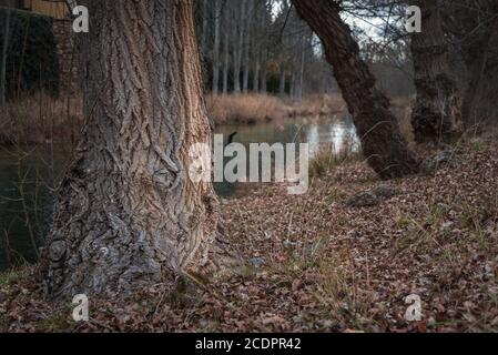 Un uccello che sorvola il fiume e tra gli alberi in una giornata invernale. Trillo (Guadalajara), Spagna. Foto Stock