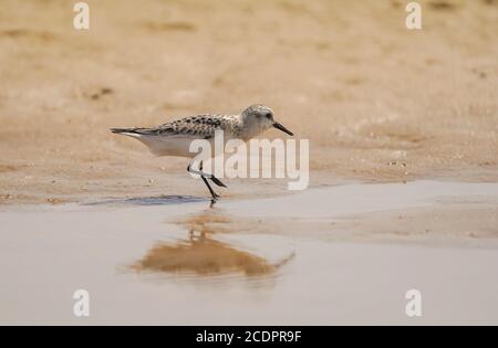 Sanderling (Calidris alba), Wader, che si nutrono sulle zone umide della spiaggia di Tarifa, Spagna. Foto Stock