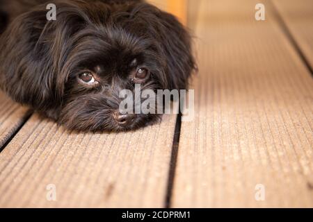 Un simpatico piccolo cane Bolonka Zwetna nero guarda tristemente in la fotocamera Foto Stock