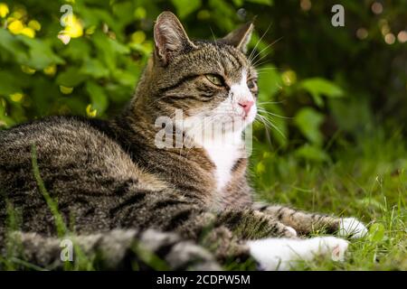 Gatto in giardino Foto Stock