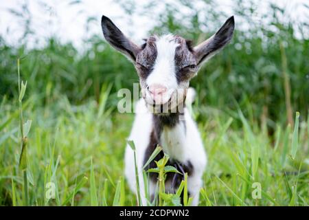 Capra domestica bianca e grigia in piedi sul guinzaglio in pascolo, godendo la calda giornata estiva. Vista frontale del piccolo animale da fattoria con collare in campagna looki Foto Stock