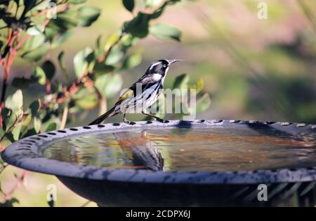 New Holland Honeyeater (Phylidonyris novaehollandiae) lingua estesa, a bagno di uccelli, Australia del Sud Foto Stock