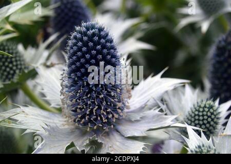 Eryngium maritimum (agrifoglio del mare) Thistle coltivato in un bordo a Harlow Carr del giardino di RHS, Harrogate, Yorkshire, Inghilterra, Regno Unito. Foto Stock