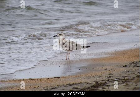 Gabbiani comuni sulla spiaggia. Gabbiani alla ricerca di cibo Foto Stock