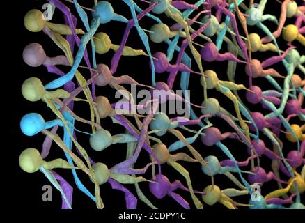 Colore Neurone rete neuronale, net. 3D'illustrazione. Foto Stock