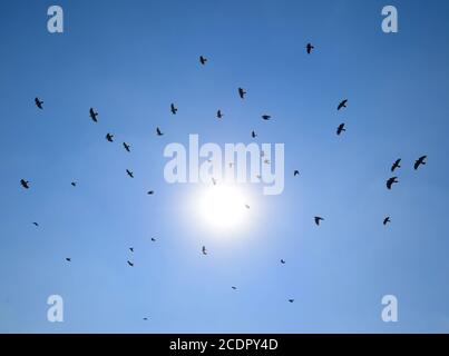 Silhouette di un gregge di merlo volando attraverso una surreale del cielo della sera con un ardente sun Foto Stock