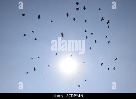 Silhouette di un gregge di merlo volando attraverso una surreale del cielo della sera con un ardente sun Foto Stock