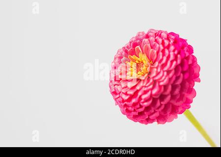 Porpora rosa magenta fiore zinnia isolato su uno sfondo bianco Foto Stock