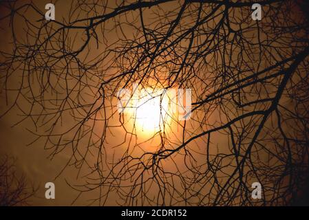 la luna nel cielo notturno splende attraverso le nuvole sullo sfondo di rami di alberi, dramma primo piano tinta Foto Stock