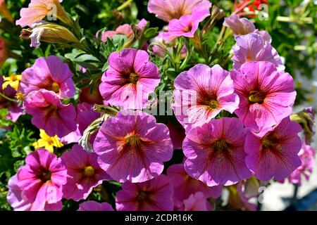 Sfondo di fiori rossi di petunia surfinia fioriti Foto Stock