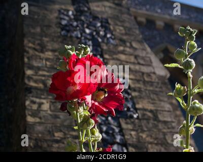 Bel fiore rosso hollyhock contro la selce e muro di mattoni di edificio Foto Stock