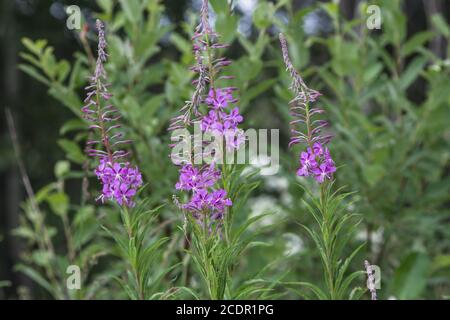 Sally in fiore Foto Stock