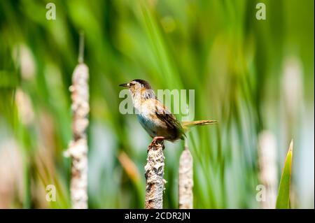 Closeup di una Marsh Wren appollaiato su una coda in le canne lungo una palude Foto Stock