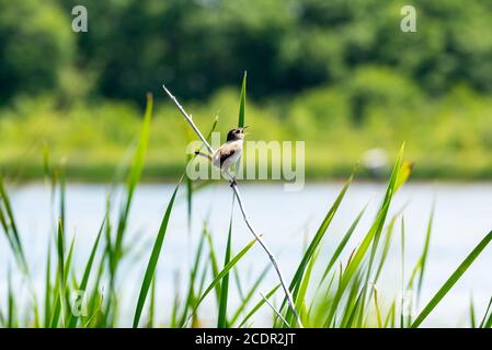 Marsh Wren cantando, arroccato su una stalla tra le canne con la palude sullo sfondo Foto Stock