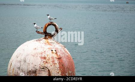 due gabbiani arroccati sulla cima di un ormeggio arrugginito boa sul mare Foto Stock