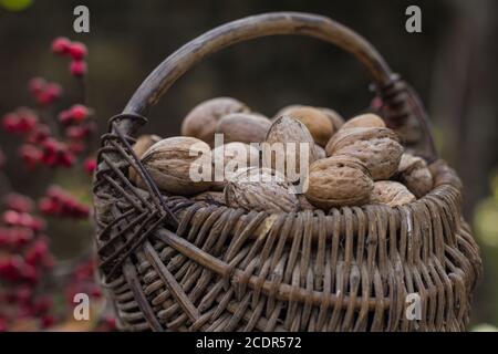 Cestini di vimini contenenti noci Foto Stock