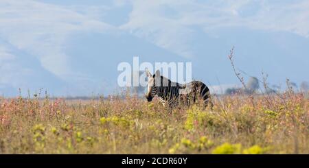 Capo Mountain Zebra (Equus zebra zebra) in rosa erica in fynbos con nebbia all'alba, Bontebok National Park, Swellendam, Sud Africa. Vulnerabilità legata a IUCN abl Foto Stock