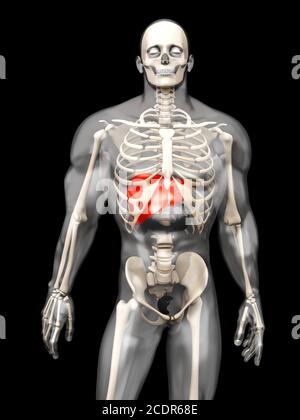 Anatomia umana - Visualizzazione del fegato in un semi-corpo trasparente Foto Stock