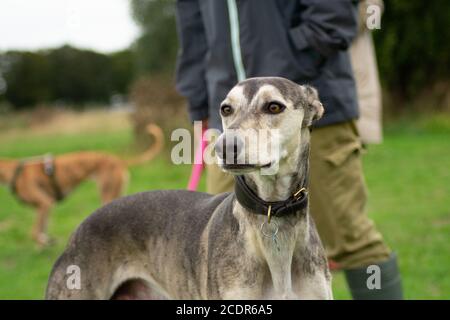 Ritratto Greyhound Foto Stock