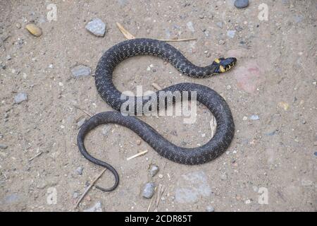 Biscia, strisciando lungo il terreno. Non-serpente velenoso. Spaventati dalla Biscia Foto Stock