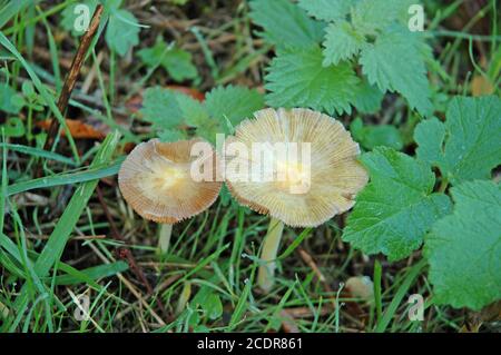 Funghi di tuorlo d'uovo maturo. (Bolbitius vitellinus) o 'Cow Pat Toadstool', West Sussex Coastal Plain, Inghilterra, ottobre. Foto Stock