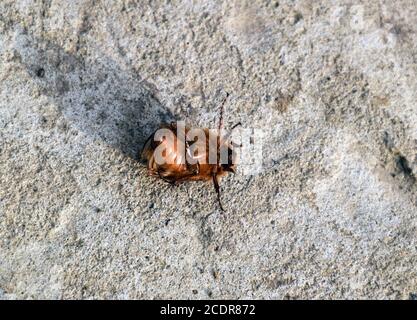 Melolontha est sul terreno Foto Stock