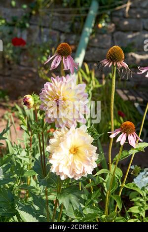 Dahlia fiore chiamato Dahlia Sylvia, cresciuto in un giardino Foto Stock