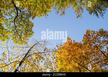 Alberi decidui con fogliame autunnale colorato, sfondo blu cielo Foto Stock