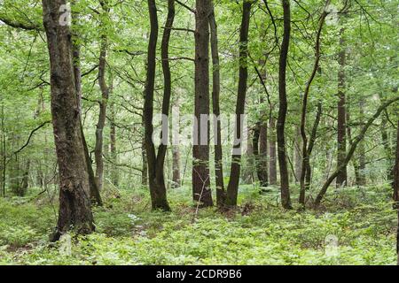 Verde primavera paesaggio in foresta decidua Foto Stock