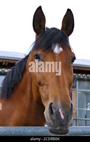 Ritratto laterale anteriore di un cavallo di castagno amichevole con orecchie su all'aperto prima del suo stallo Foto Stock