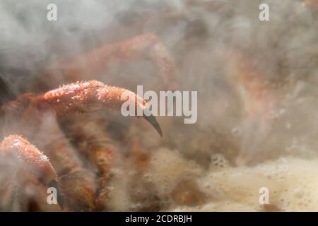 Preparazione granchio ragno spinoso Foto Stock