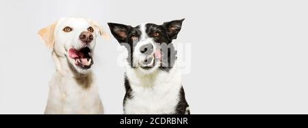 banner divertente due cani leccando il naso con la lingua fuori. Isolato su sfondo grigio. Foto Stock