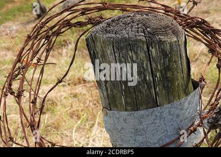 Il filo spinato è avvolto intorno ad un palo di legno e arrugginendo in corso Foto Stock
