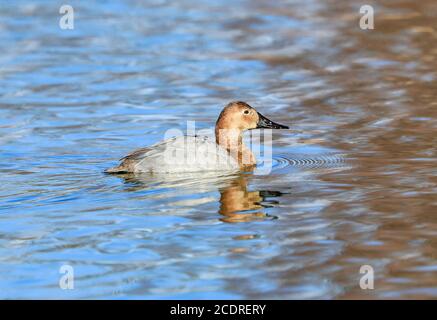 Una femmina anatra Canvasback nuota nelle acque blu del lago del bambino. Foto Stock