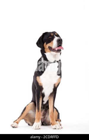 La Appenzeller sennenhond seduta su bianco Foto Stock