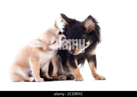 2 chihuahua cani sono la cura Foto Stock