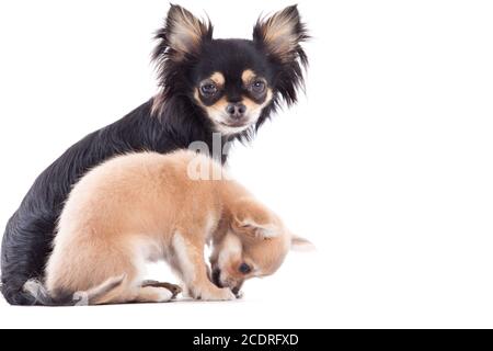 Sweet chihuahua cani Foto Stock