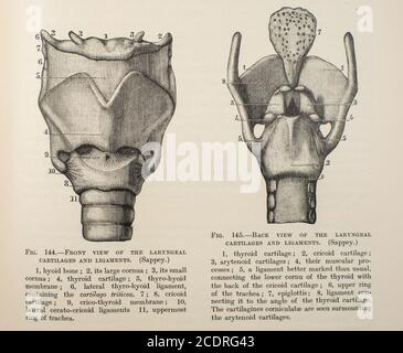 Elementi di anatomia di Quain col. III pubblicato nel 1896, laringe. Foto Stock